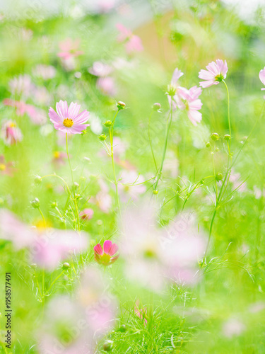 秋の公園や花壇を彩るコスモスのある風景。秋の花畑のイメージ。