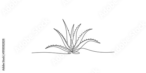 Aloe vera plant with spiky leaves on white background leaf succulent botany nature herb remedy