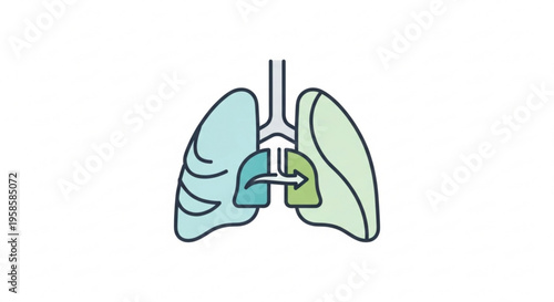 Human lungs with trachea and bronchi medical illustration anatomy health respiratory system blue and green