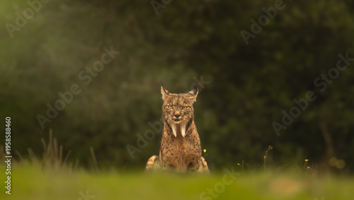 Iberian Lynx Sitting in a Spring Meadow with Yellow Flowers