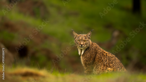 Iberian Lynx Looking Back Over Shoulder in Dense Foliage