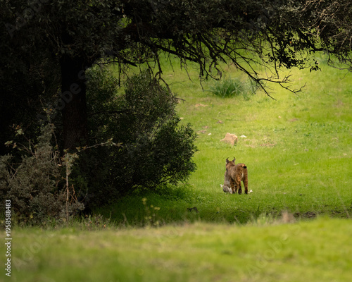 Iberian Lynx Walking with Prey Toward the Forest