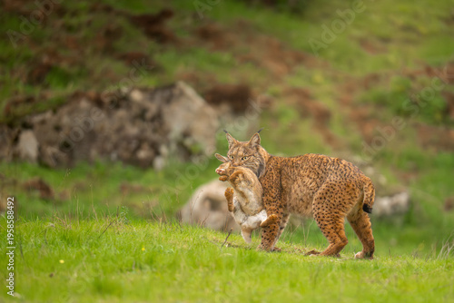 Successful Hunt: Iberian Lynx Carrying a Rabbit