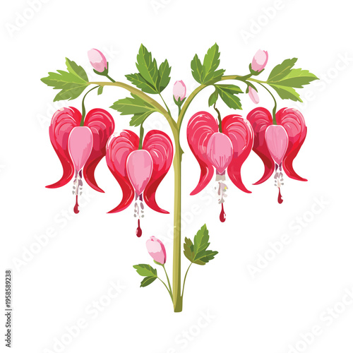 Vibrant vector illustration of heart shaped bleeding heart flowers on white