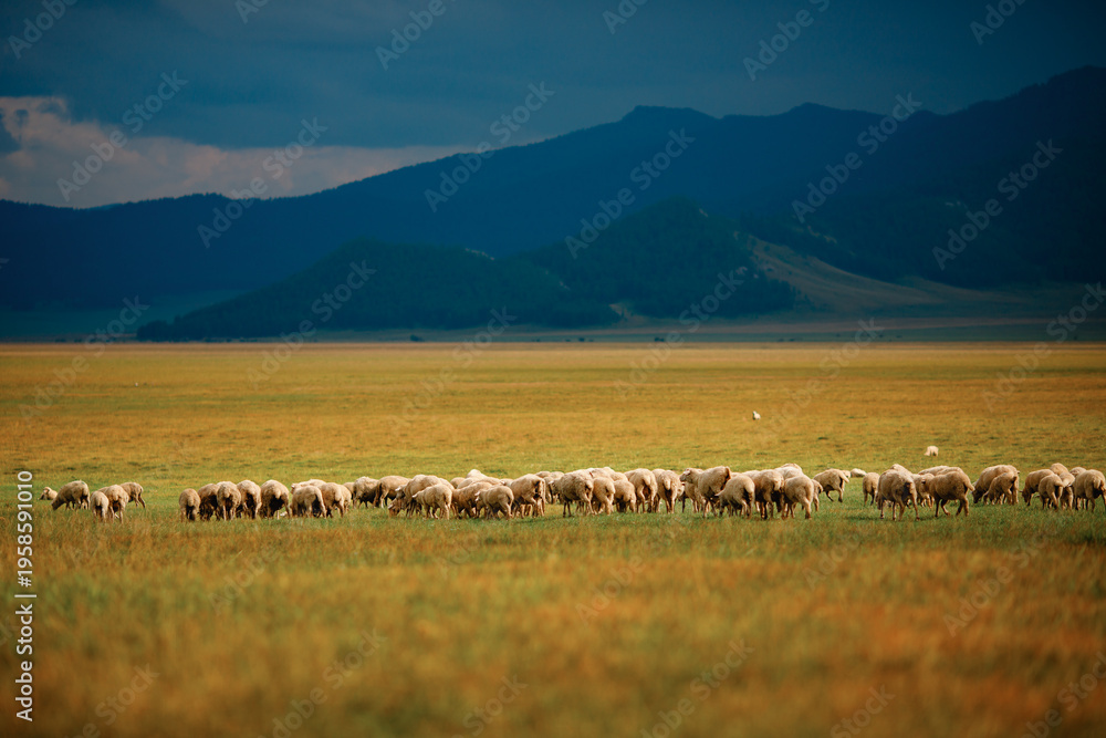 Fototapeta premium Sheep grazing on vast meadow with majestic mountain views in the background