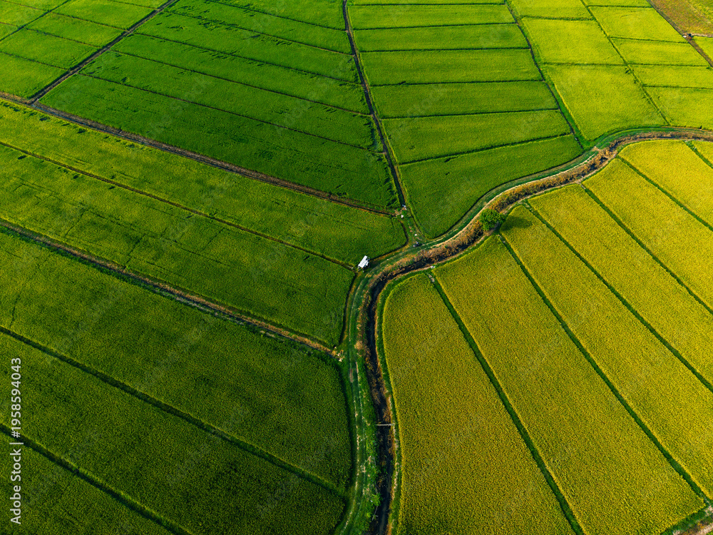 Naklejka premium Aerial rice paddies surrounding curved drainage canal fields