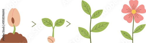Plant growth stages illustration from seed to flower development lifecycle vector collection
