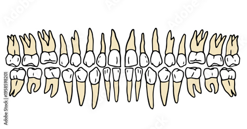 complete set of human teeth showing the full adult dentition chart. Hand drawn doodle vector, isolated. for dentistry, anatomy, or educational materials.