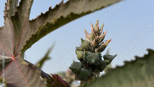 Obraz na plátne Developing green castor pods with subtle red tips on a robust plant stem