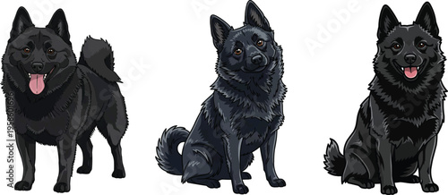 Schipperke dog sitting curious standing happy smiling pose set
