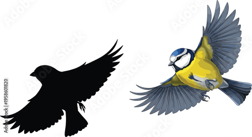 Flying blue tit bird colorful vector illustration, and black silhouette shape isolated on a white background for graphic design projects.