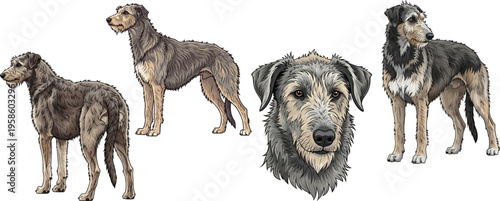 Scottish Deerhound dog standing rear view attentive headshot pose set