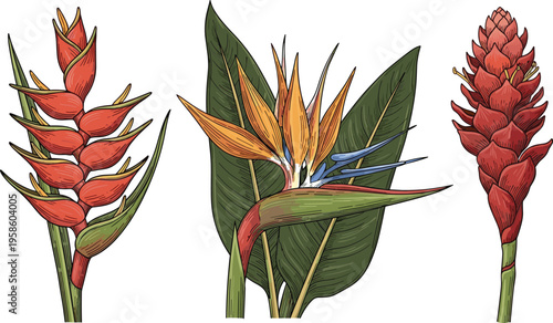 Vintage Hand Sketched Exotic Tropical Flower Vector Set Featuring Heliconia Bird of Paradise and Ginger Lily for Luxury Botanical Branding and Artisanal Garden Graphic Designs