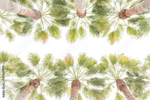 Palmeras
