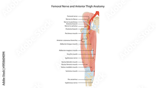 Femoral Nerve and Anterior Thigh Anatomy
Anatomical illustration showing the femoral nerve and its branches supplying the anterior thigh muscles and skin.