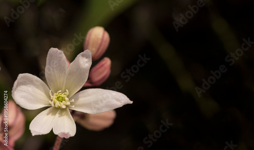 flor blanca de cerca