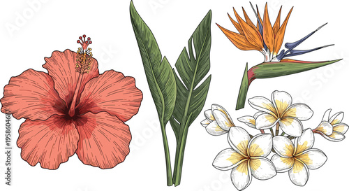 Vintage Hand Sketched Tropical Botanical Flower Set Featuring Hibiscus Bird of Paradise and Plumeria Blossoms for Luxury Island Summer Branding and Artisanal Graphic Designs