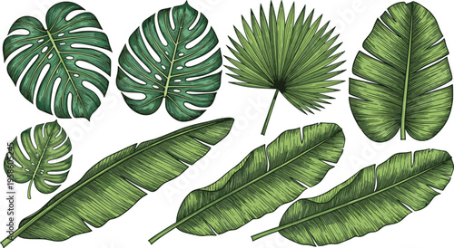 Vintage Hand Sketched Tropical Leaf and Palm Frond Vector Collection Featuring Monstera Banana and Fan Palm Greenery for Luxury Island Branding and Jungle Botanical Graphic Designs