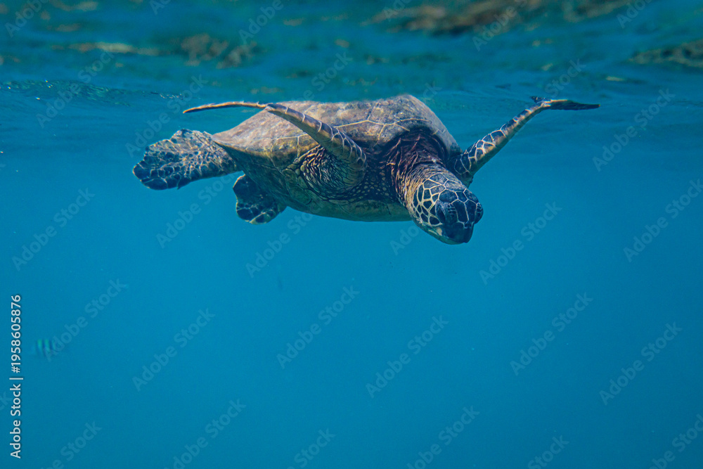 Fototapeta premium Oahu, Hawaii, Sea Turtle
