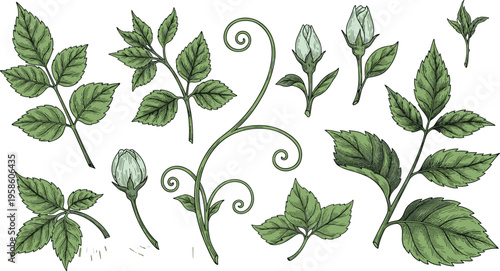 Hand Sketched Botanical Leaf and Vine Vector Collection Featuring Decorative Garden Foliage Greenery Buds and Twigs for Vintage Style Floral Wreath and Border Graphic Designs