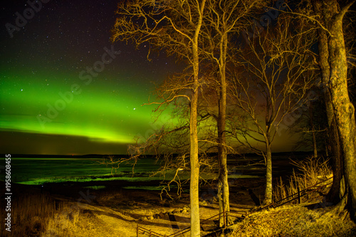 Northern lights glowing over a calm lakeshore with bare trees illuminated at night under a starry sky.