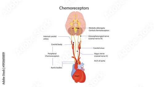 Chemoreceptors

Diagram showing central and peripheral chemoreceptors including carotid and aortic bodies with their neural pathways to the medulla.