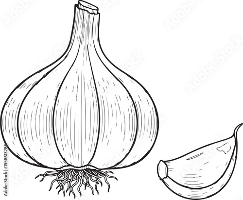 Black and white line of a whole garlic bulb with roots and a single clove vegetable d