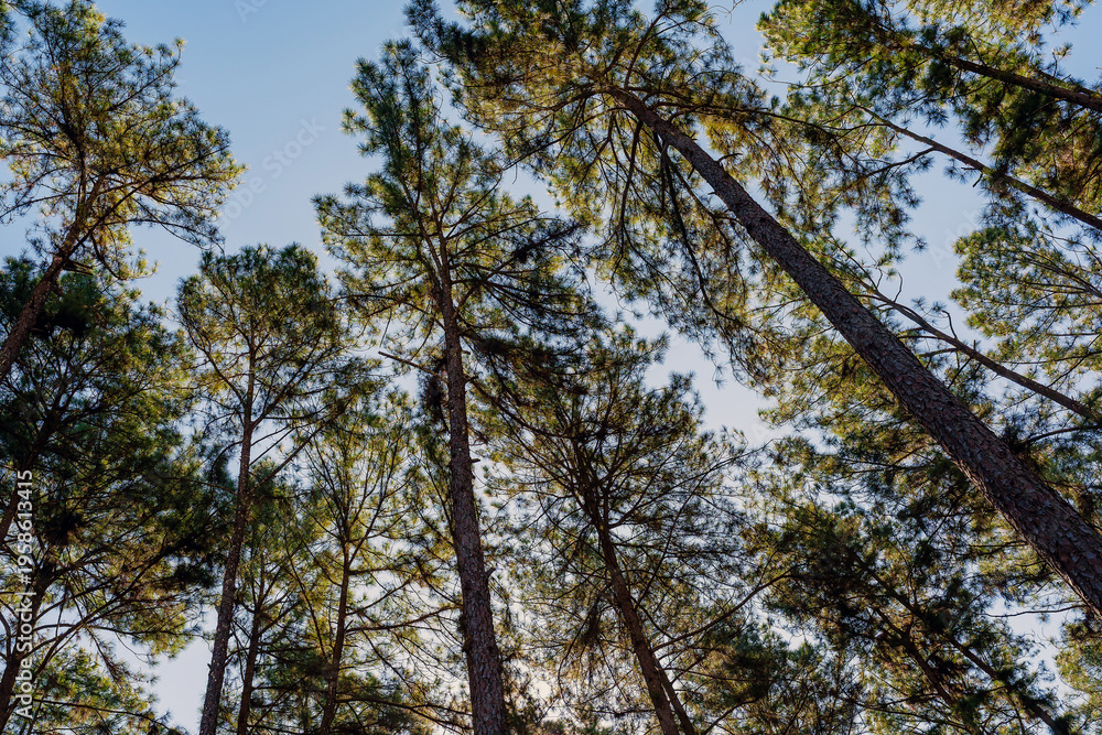 Fototapeta premium Pine forest at Bo Kaeo Looking up to sky, Chiang Mai, Thailand