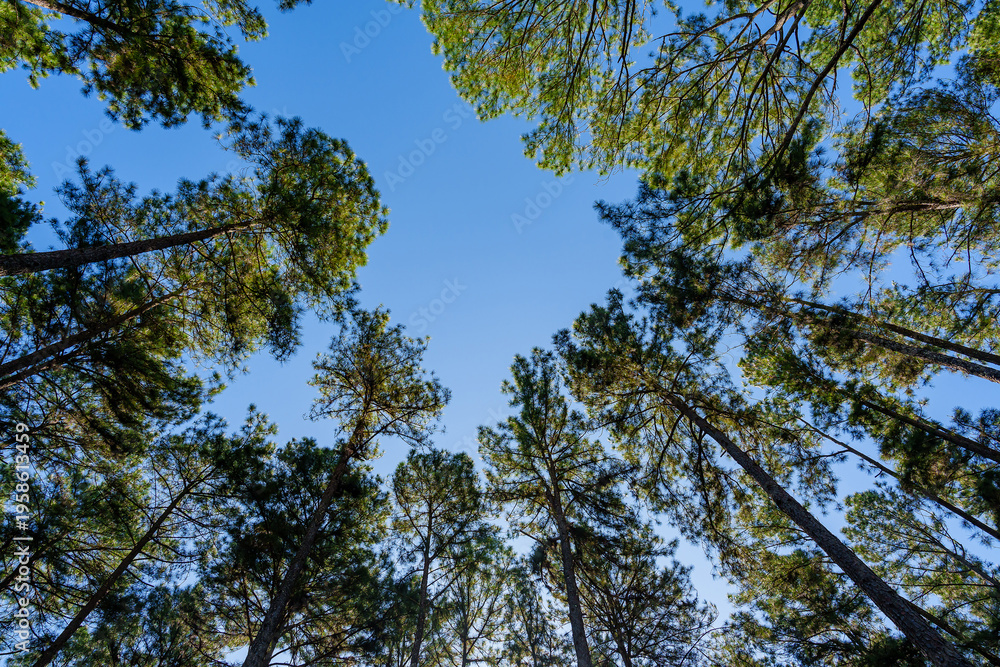 Fototapeta premium Pine forest at Bo Kaeo Looking up to sky, Chiang Mai, Thailand