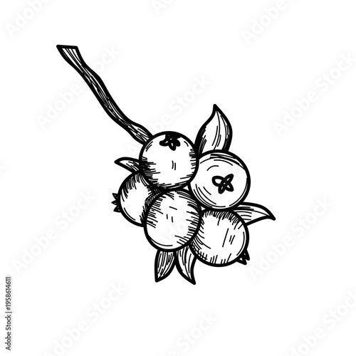 Hand Drawn Cranberry Illustration