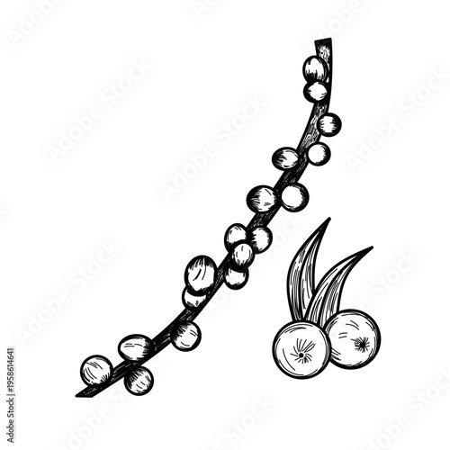 Hand Drawn Acai Berry Branch and Fruit Illustration