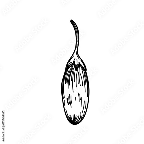 Detailed Hand Drawn Single Goji Berry Fruit