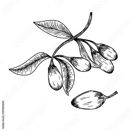 Botanical Illustration of Goji Berry Branch and Fruits