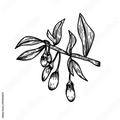 Hand Drawn Goji Berry Branch with Hanging Fruits