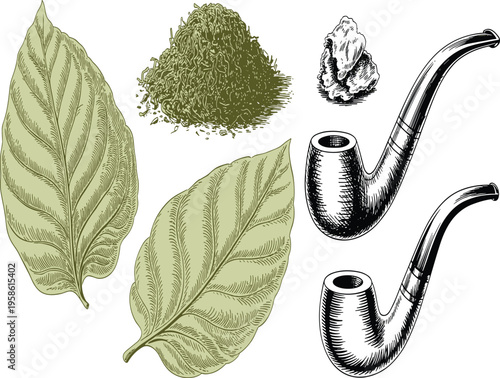 Vintage hand drawn vector illustration of tobacco leaves, smoking pipes, and dried shredded tobacco plant