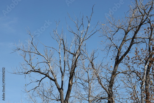 Fotografía barren trees against deep blue sky in morning sunshine a harbinger of winter (se