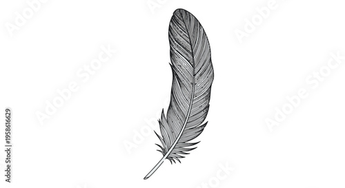 Black and White Feather Illustration Detailed Drawing Style
