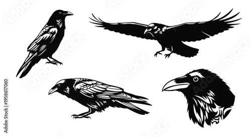 Four Black Ravens Silhouettes in Different Poses on White Background
