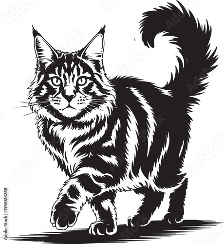 Maine Coon Cat Walking on White Background