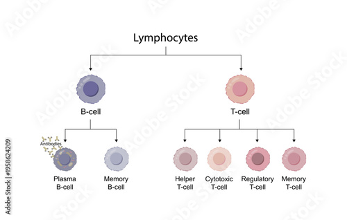 Types of Lymphocytes, adaptive immune system, cytotoxic, helper, memory and regulatory t cells. B cell, plasma cell and memory cell. Vector illustration.
