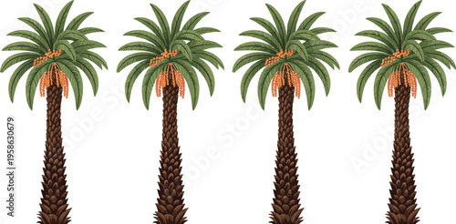 Date Palm Trees Vector Illustration, four detailed palms with ripe fruit bunches isolated on white background tropical nature and Middle Eastern landscape exotic plant design realistic style