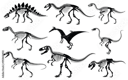 Dinosaur skeleton vector illustration set with dino bones, tyrannosaurus skeleton and stegosaurus fossil, ancient animal remains collection for paleontology, museum exhibits and education use