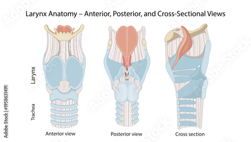 Larynx Anatomy – Anterior, Posterior, and Cross-Sectional Views
larynx showing anterior, posterior, and cross-sectional views with key cartilages and airway structures.