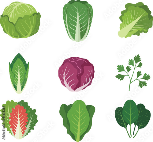 Fresh leafy vegetables set, cabbage lettuce spinach parsley collection, organic green salad ingredients isolated on white background for healthy food design