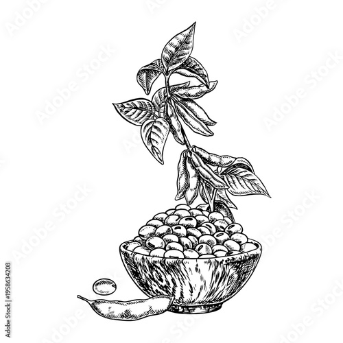 Soy stalk with pods, leaves, and a handful of soybeans in a wooden bowl. Black and white vector graphic illustration. Perfect for creating product labels, posters, banners, menus, and more.