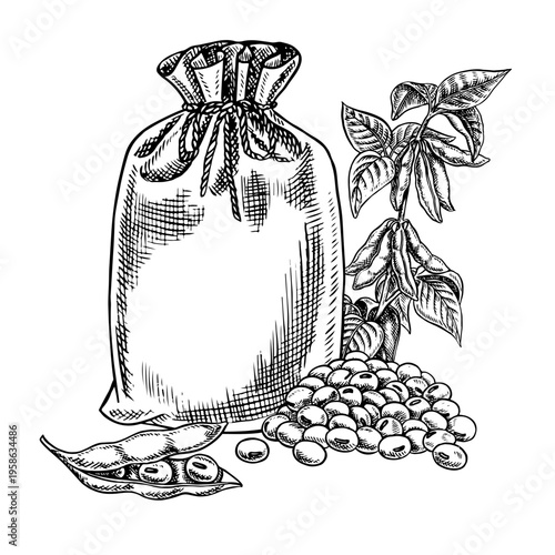 Soybeans in jute bags and a soy stem with leaves and pods. Black and white vector graphic illustration. Isolate. Perfect for creating product labels, posters, banners, menus, and more.