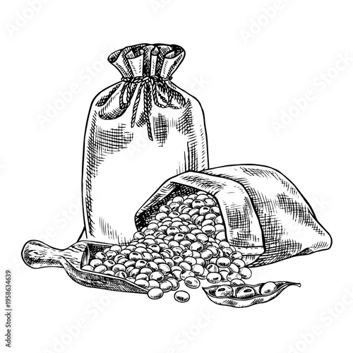 Soybeans in burlap bags and a wooden spoon. Black and white vector graphic illustration. Isolate. Perfect for creating product labels, posters, banners, menus, and more.