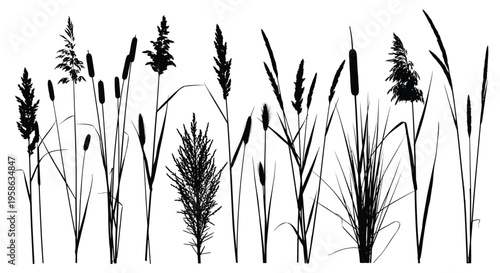 Detailed black silhouette of cattails and grasses in a natural setting silhouette