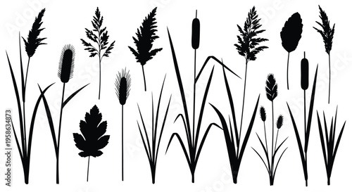 Collection of various wetland plants depicted as a dark silhouette