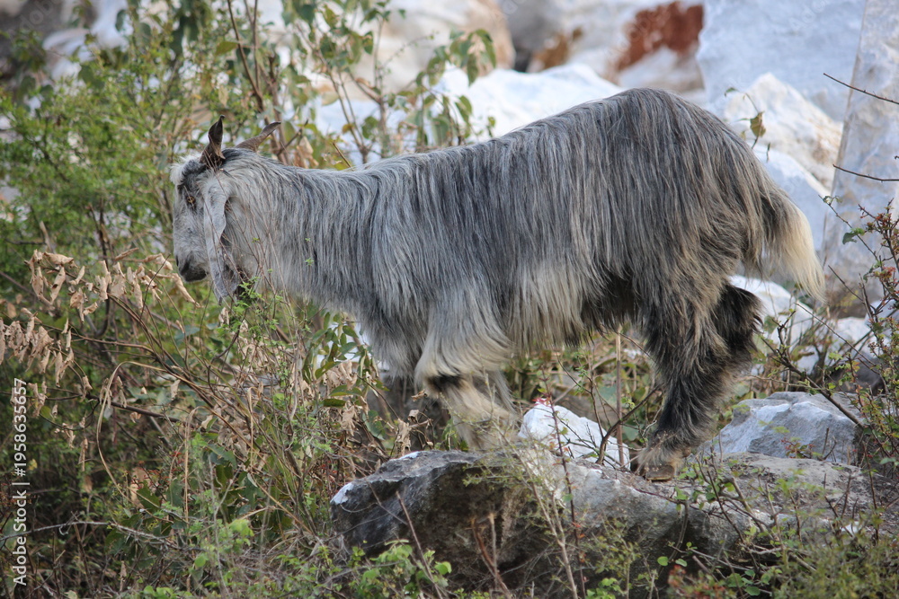 Fototapeta premium Long-haired grey goat climbing and standing on rocks in a rugged natural landscape.